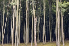 Pyökkimetsä